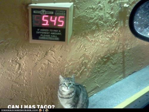 Can I Has Taco?