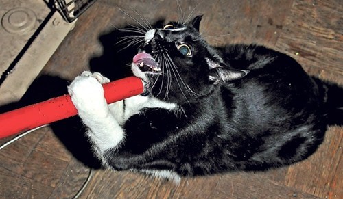 Crazed Cat of the Day