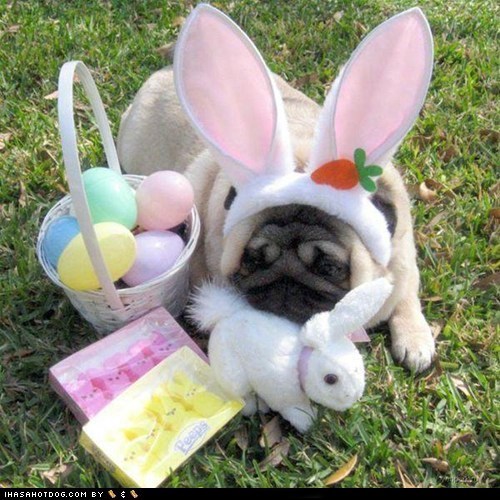 The Easter Puggy