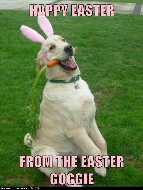 Why Should Bunnies Get All the Glory?