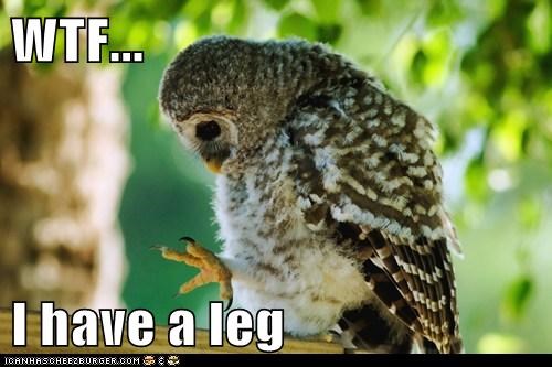 Animal Capshunz: When Did That Get There?