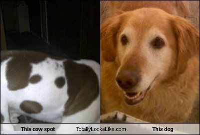 This Cow Spot Totally Looks Like This Dog