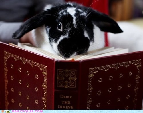 Erudite Bun