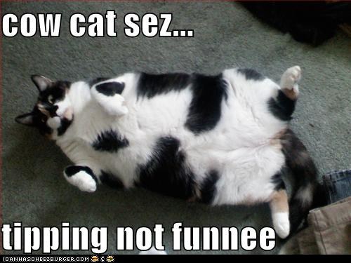 Classic LOLcat
