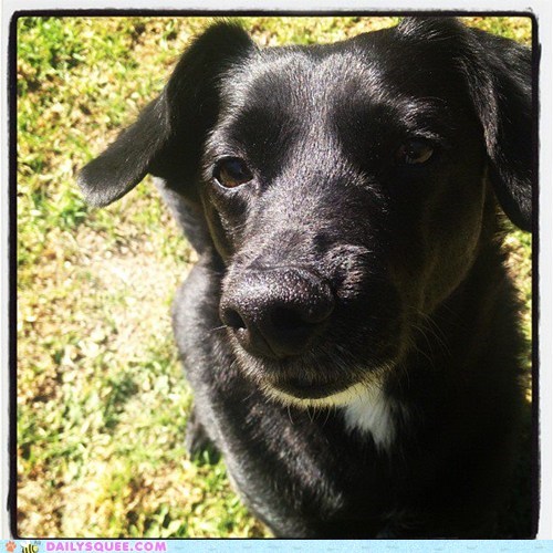 Reader Squees: Sun Pup