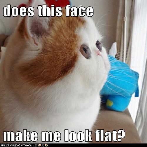 Lolcats: Does this face 