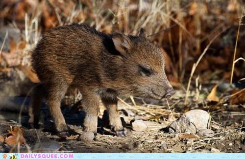 Scraggly Piglet