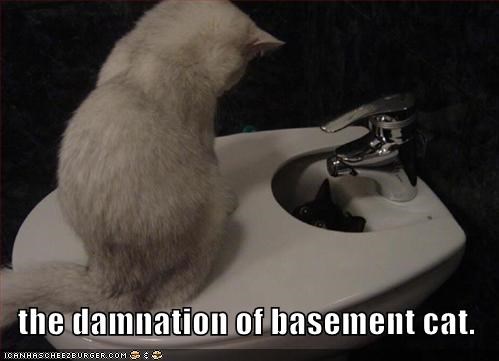 the damnation of basement cat.
