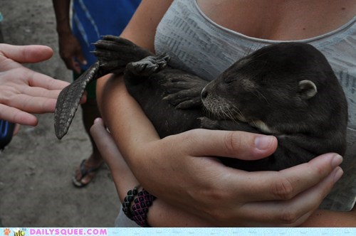 Daily Squee: Squee Spree - Otter Snuggles