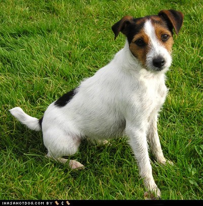 Goggie ob teh Week FACE OFF: Jack Russell Terrier