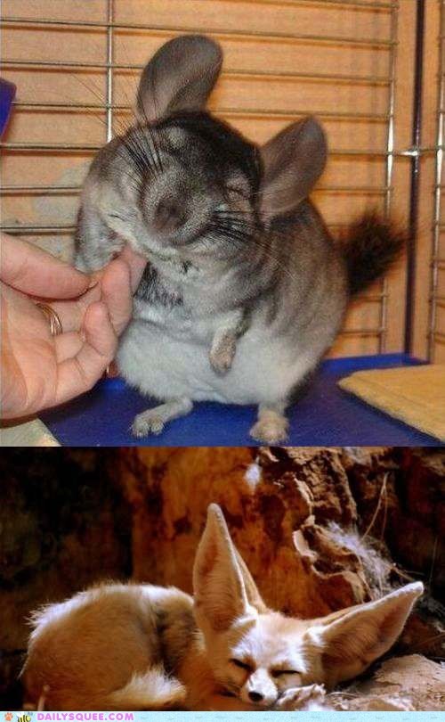 Squee Spree: Chinchilla Vs. Fennec Fox!