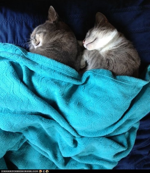 Cyoot Kittehs of teh Day: Snug as Two Bugs