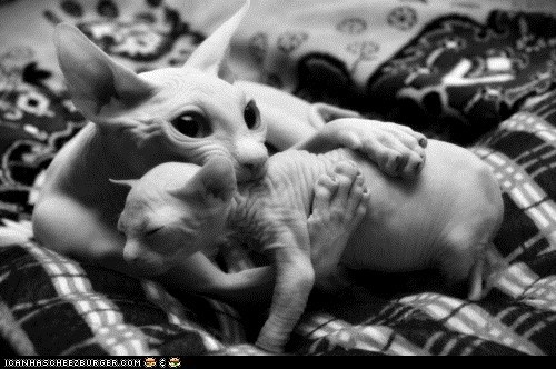 Cyoot Kittehs of teh Day: We Should Huddle Together for Warmth!