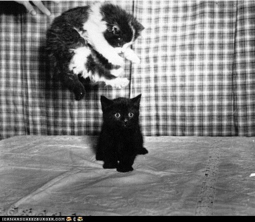 Cyoot Kittehs of teh Day: GERONIMOOOOOO!