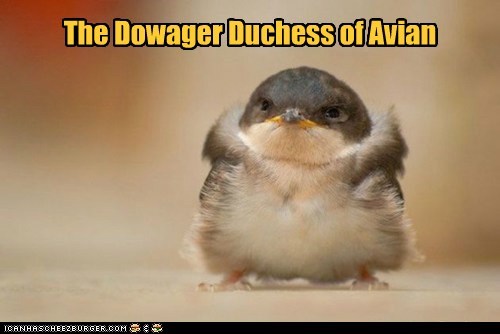 Downton Aviary