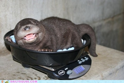 Daily Squee: Weigh That Otter