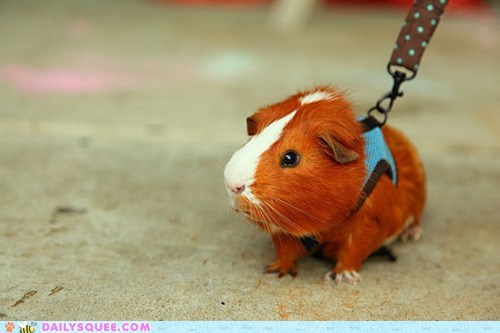 Pig Walk