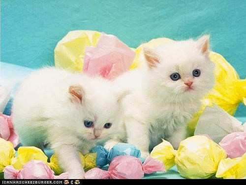 Cyoot Kittehs of teh Day: Hoppy Eestur!!!!1