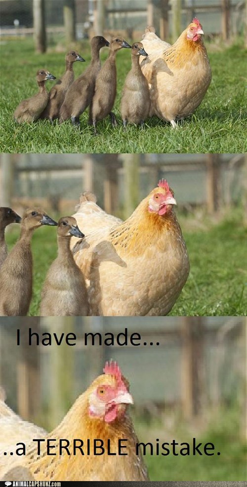 Animal Capshunz: That Awkward Moment