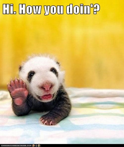 Excellent, Since I'm Looking at a Baby Panda