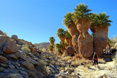 Mountain Palm Canyon, Anza Borrego Desert, California