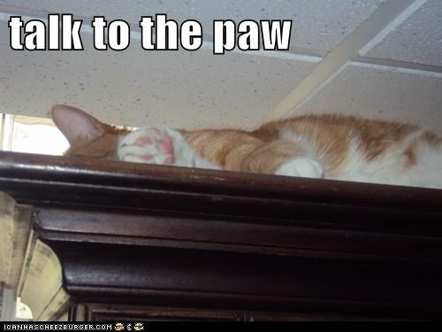talk to the paw