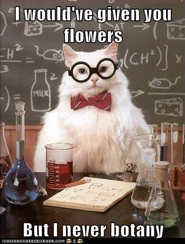 Animal Memes: Chemistry Cat - Too Busy With Chemistry