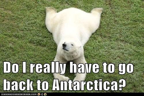 Do I really have to go back to Antarctica?