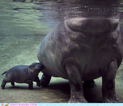 Baby Hippo Bump