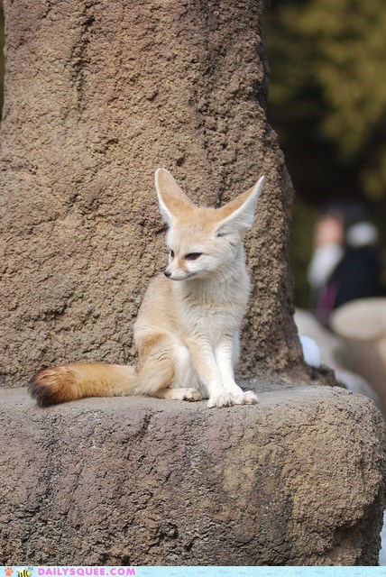 Squee Spree: I Heard That