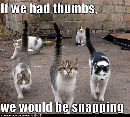 Classic LOLcat