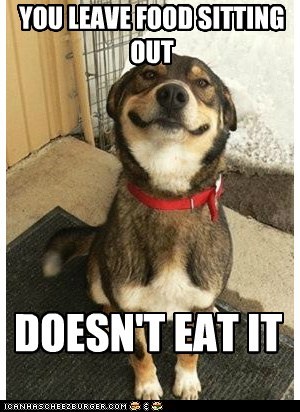 Animal Memes: Good Dog Greg - You've Been Looking Forward to It All Day