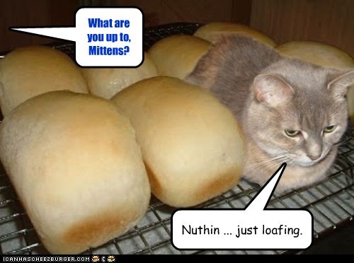 What are you up to,Mittens?