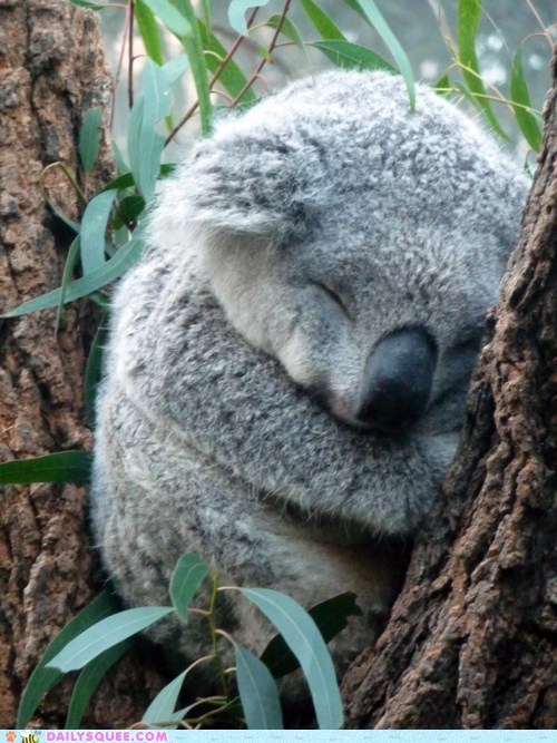 Squee Spree: Koala Naptime