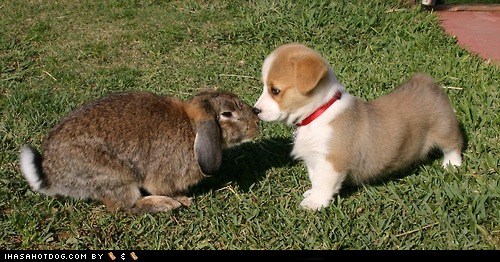 I Has A Hotdog: Cyoot Puppy ob teh Day - Bunbuns R Owr Friends 