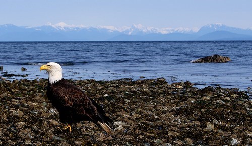 West Coast Eagle