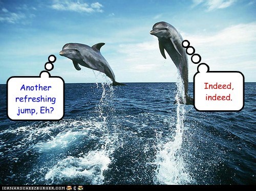 Lifestyles of the Dolphins