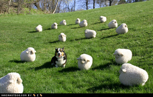 I herp-derp sheep