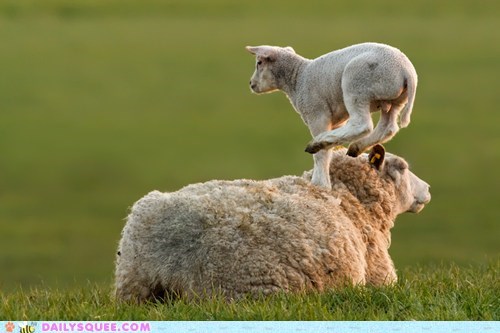 Boing! Boing! Boing!