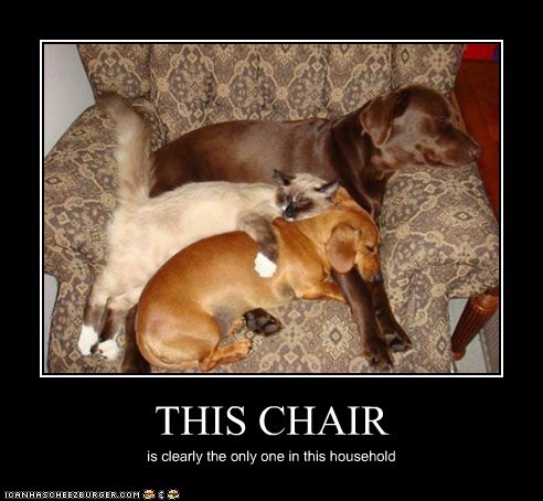 I Has A Hotdog: THIS CHAIR
