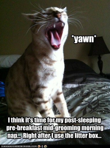 The Hectic Life of Cats
