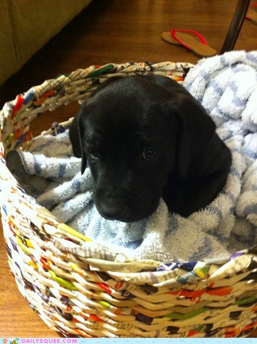 Reader Squees: Sad Baby Beaux