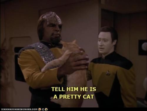 PRETTY KITTY!!!!!
