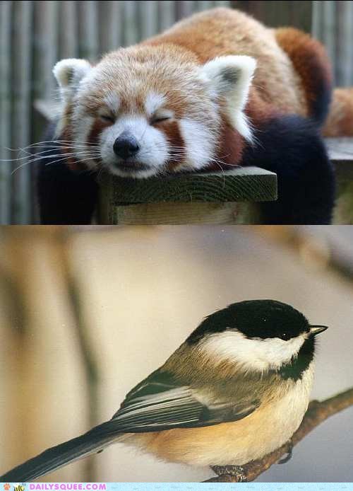Squee Spree: Fuzz vs. Feathers