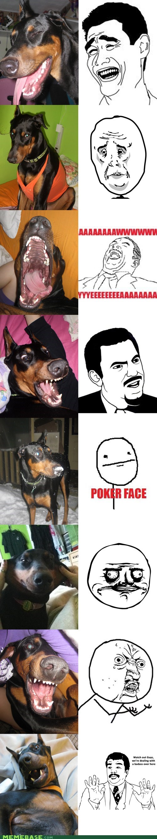 Dobermeme