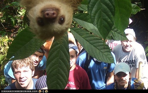 Photobombing Sloth