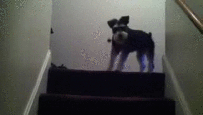 Mini Schnauzer Bunny Dance