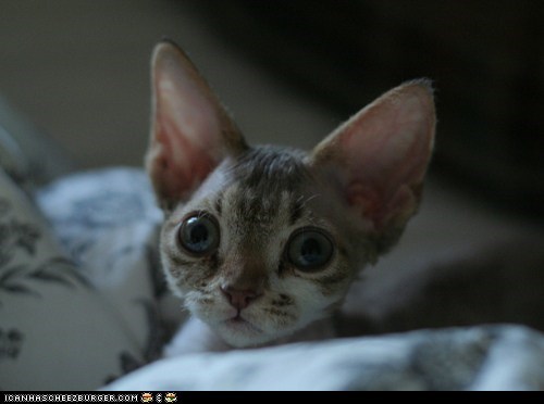 Cyoot Kitteh of teh Day: Those Eyes!  Those Ears!  THAT FACE!!!