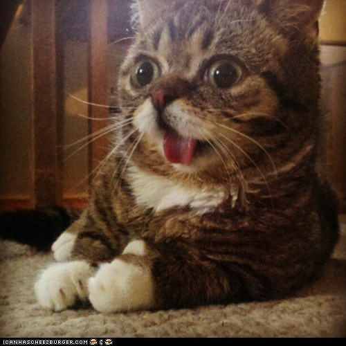 Cyoot Kitteh of teh Day: HERPA DERP