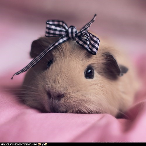 Daily Squee: I Feel Pretty